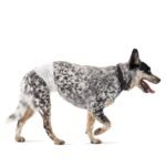 Oferton: Amazon Basics Pañales desechables para perros macho, M, paquete de 30, color blanco